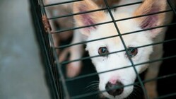 日本の犬の「殺処分ゼロ」をめざして～あなたのご支援が必要です のトップ画像