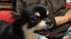 腎臓がんのジャムの治療をさせてください のトップ画像