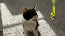 就労継続支援で保護猫カフェと子供食堂のお店を作りたいです。 のトップ画像