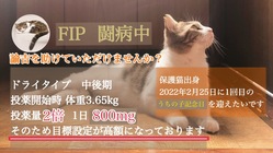 FIPと闘う保護猫出身の諭吉を助けてください！ のトップ画像