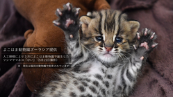 ツシマヤマネコでつながる！オープンな「いのちのまなび」を共創したい のトップ画像