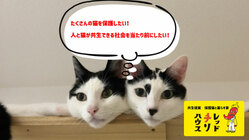 保護猫と暮らす家を設立したい。人間と猫が共生する社会を目指して！ のトップ画像