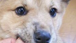 障害者支援と殺処分をなくしたい のトップ画像