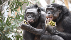 チンパンジー・ボノボたちがより幸せに、健やかに過ごせる環境へ！ のトップ画像