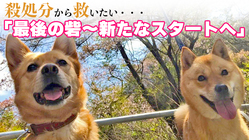 殺処分から救われた命をより良い環境で飼育し里親へ繋げたい… のトップ画像