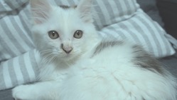 FIPと闘う、保護猫こはくを救いたい のトップ画像