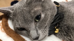 難病「FIP(猫伝染性腹膜炎)」からすみれを助けたい！ のトップ画像