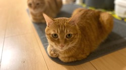 【尿管結石・腎不全】愛猫モカちゃんに治療費のご支援をお願いします。
