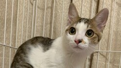 【FIP闘病中】保護猫ジャムくんの治療費ご協力のお願い のトップ画像