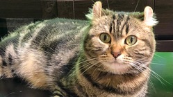 鼻腔内腫瘍悪性リンパ腫　３歳ぽてちの命を助けて下さい のトップ画像