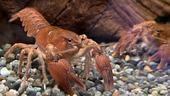 絶滅危惧種ニホンザリガニを身近に感じられる生き物に！ のトップ画像