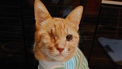 猫の難病FIPにかかったはやてくんの治療費のご協力をお願いします
