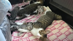 猫たちの最後の砦としてシェルターを作りたい のトップ画像