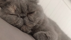 3歳の猫(肥大型心筋症、肺水腫、弁逆流症)を助けてください のトップ画像