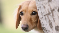 愛犬マリーの胆嚢摘出手術とクッシング症候群の治療費をご支援ください のトップ画像