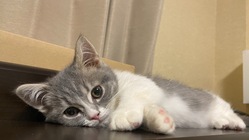 猫伝染性腹膜炎(FIP)治療のご支援、ご協力をお願いいたします のトップ画像