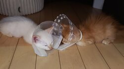 野良猫の保護活動継続の為お助け下さい のトップ画像