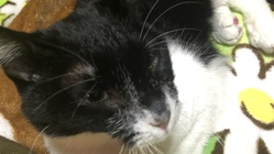 お願いします！チョコを助けたいです のトップ画像