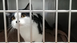 小さい身体で難病門脈ｼｬﾝﾄと闘う｢あんこ｣に未来を与えて下さい のトップ画像