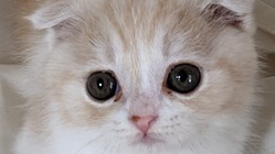 生後10ヶ月の猫、難病門脈シャントのプリエの治療費を御支援下さい