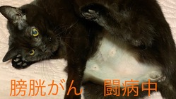 一年間に胆のう破裂と膀胱がんを発症したノアの医療費を助けて！ のトップ画像