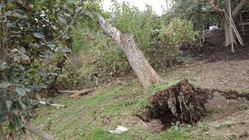 赤沼りんご農園復興支援にご協力を！子ども達の大好きなりんごを守って のトップ画像