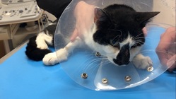 交通事故で骨盤骨折した保護猫の手術費用ご協力ください！
