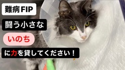 難病　猫伝染性腹膜炎(FIP)と闘う命に力を貸してください！ のトップ画像