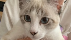 FIP(猫伝染性腹膜炎)を発症したユキを助けたい！ のトップ画像
