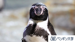ペンギンたちと意思疎通できる未来へ。ペンギン語の翻訳に挑戦！ のトップ画像
