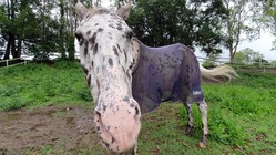 人間の都合で振り回したくない。愛馬の暮らしを一緒に守ってください のトップ画像