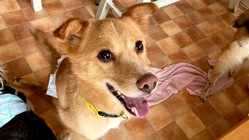 飼い主に棄てられ車に轢かれたきよしの絵本を作りたい のトップ画像