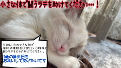 猫伝染腹膜炎(FIP)と闘うラテを1歳にしてあげたい のトップ画像