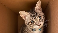 FIP（猫伝染性腹膜炎）と闘う、小さな命に力をお貸しください！ のトップ画像