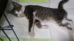 老猫や障害猫をケアするために のトップ画像