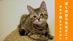 保護猫の医療費にご支援を。伊豆山現在もレスキュー中！ のトップ画像