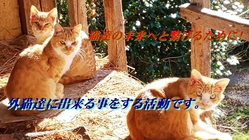 多くの外猫達に救いの手を!お願いします のトップ画像