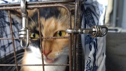 10匹の野良猫さんの不妊去勢手術 (tnr)をしてあげたい のトップ画像