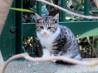 3000匹の猫が殺処分される兵庫県で「保護猫カフェ」を作りたい！