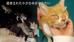 冬の寒さ・飢えで病気や衰弱した野良猫を保護するお部屋を造ります。 のトップ画像