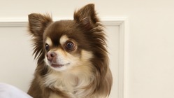 心臓病である愛犬ココ(チワワ)の手術費用支援をお願いします。