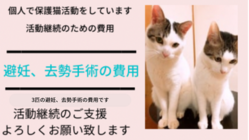 保護活動継続のための避妊、去勢の費用 のトップ画像