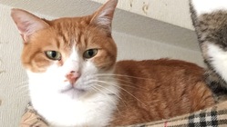 慢性腎不全の我が子(猫)シロを救いたい！ のトップ画像