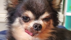 まだまだ、大好きなちぃと共に歩いていきたい のトップ画像