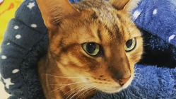 愛猫ベルの腸管リンパ腫の抗がん剤治療費の支援をお願い致します。 のトップ画像