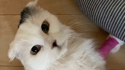 スーパー猫の日にこれをもらったにゃ！