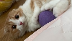 愛猫がFIPになりました。マスターを助けてください のトップ画像