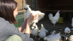 アニマルセラピーを烏骨鶏で【セラピー × 薬膳鶏 ＝新しい食育】 のトップ画像
