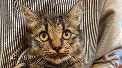 群馬県みどり市の譲渡先で迷子になった子猫を探したい！！ のトップ画像