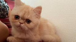 猫伝染性腹膜炎(FIP)闘病中！どうか助けたいです。 のトップ画像
